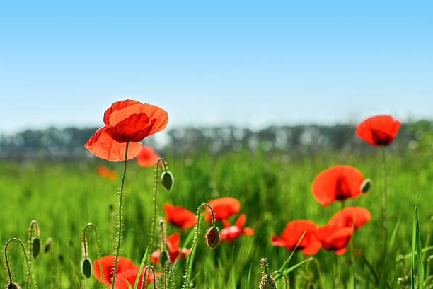 istock Field with blooming Poppy Flowers 2229614429
