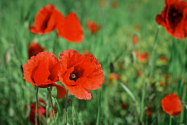 istock Field with blooming Poppy Flowers 2229614433