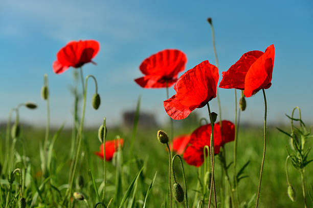istock Field with blooming Poppy Flowers 2229614439