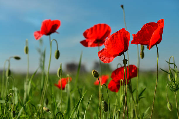 istock Field with blooming Poppy Flowers 2229614452
