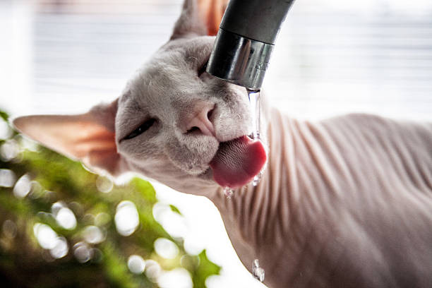 Hairless sphynx cat drinking water from a stream from a kitchen faucet
