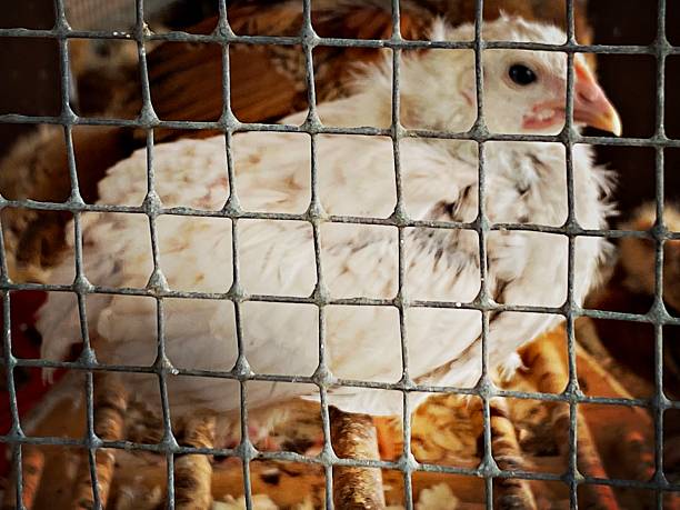 istock Young Chickens in a Cage 2229616816