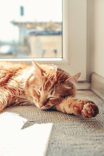 istock Cute ginger cat sleeping  on the floor 2229616960