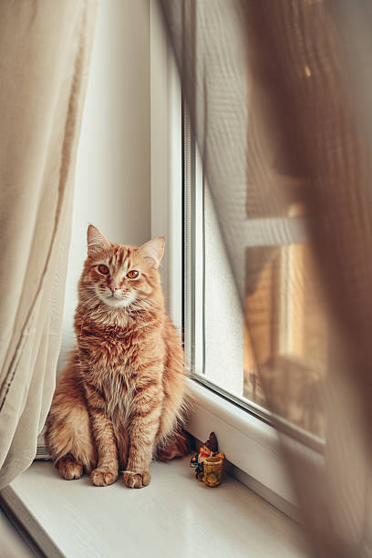 istock Cute ginger cat on the windowsill 2229616978