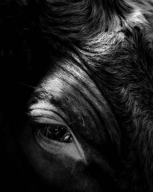 istock Eyes of an Oxe 2229618116