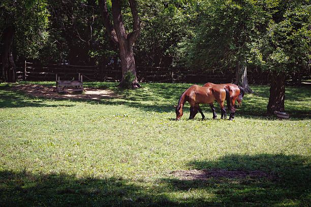 istock Grazing in the Meadow 2 2229618142