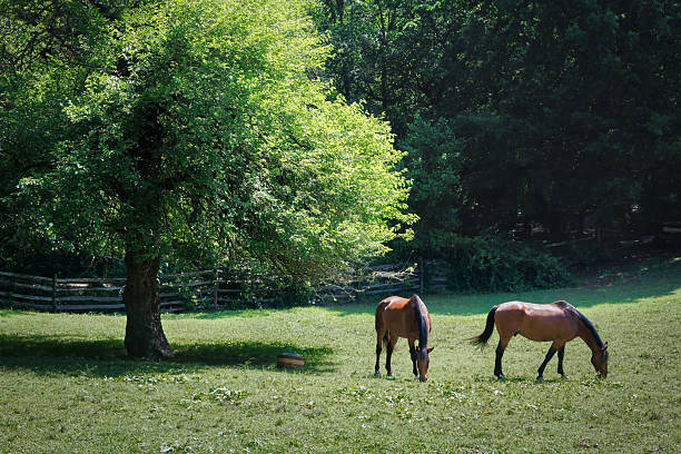 istock Grazing in the Meadow 2229618146