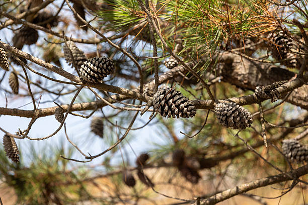 istock Pine cones hanging on a branch in sunlight 2229618965