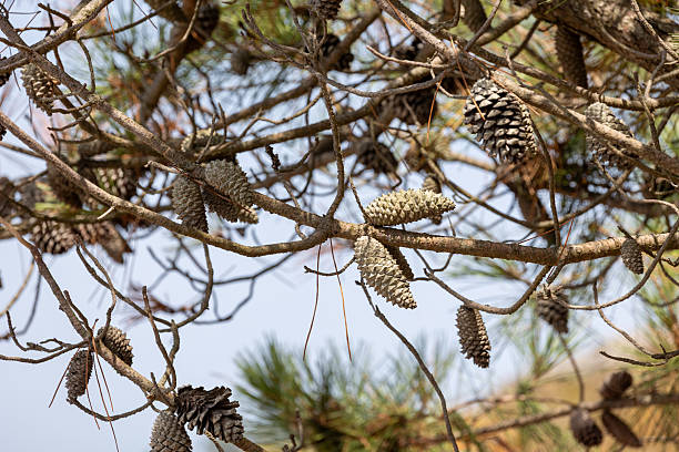 istock Pine cones hanging from branches against blue sky in sunny day 2229618980