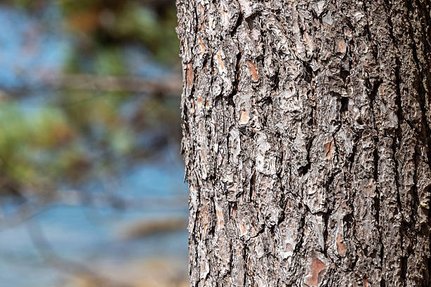 istock Close-up of tree bark texture with blurred river background 2229619011