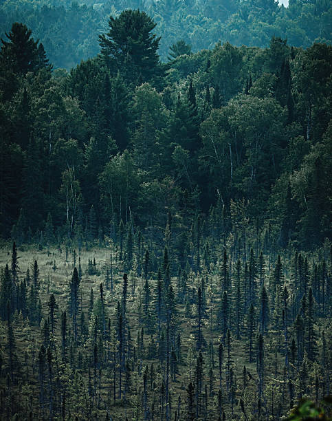 Dense Coniferous Forest in Algonquin Park, Ontario