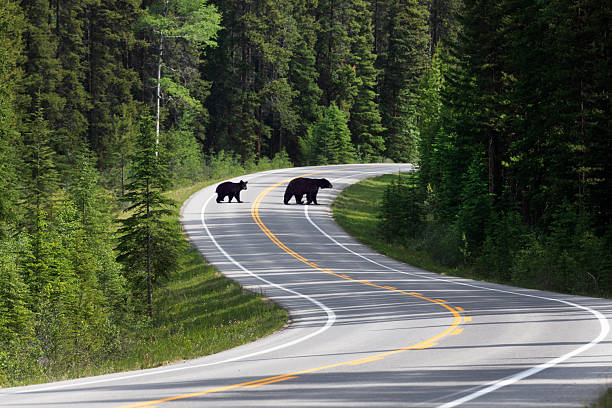 istock Mother Black bear and two year cub crossing road. 2229622460