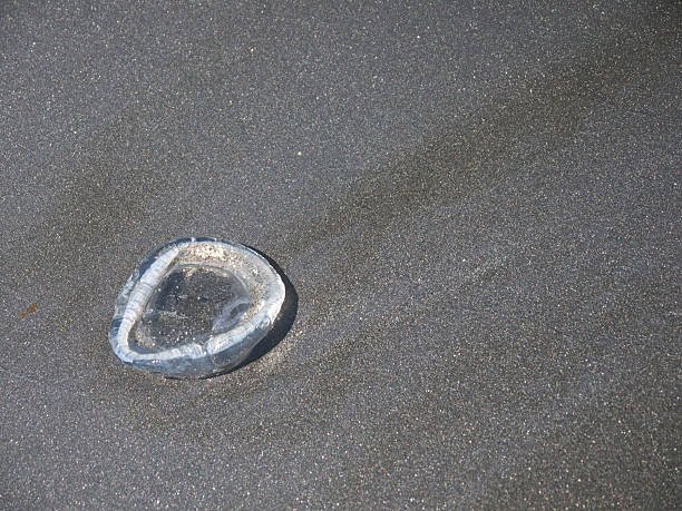 istock Jellyfish on beach sand 2229624856