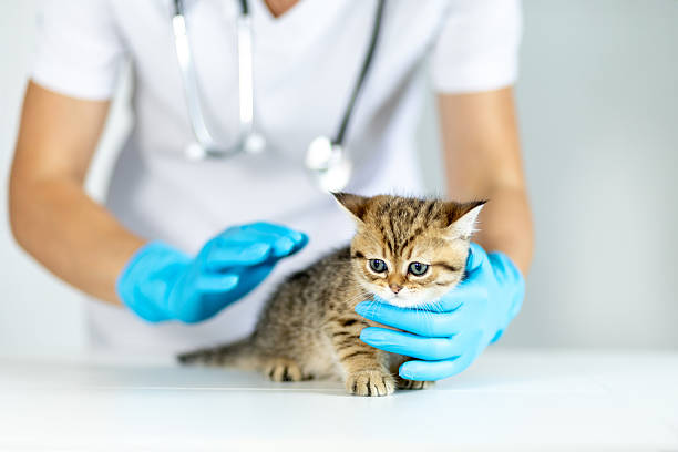 istock Veterinary checkup for curious kitten by a caring professional in a clinic setting 2229625201