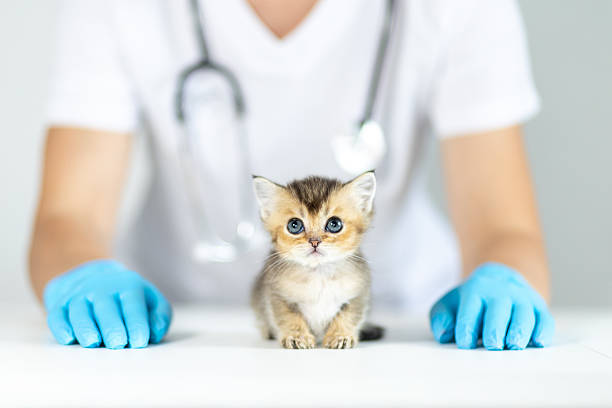 A small kitten with distinctive markings is being examined by a veterinarian wearing blue gloves. The setting is a clean clinic, emphasizing the care given to pets during health check-ups.