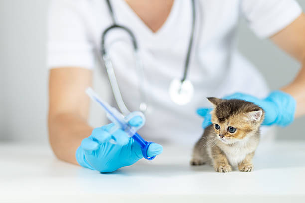 istock Veterinary tablet dispenser syringe held by a veterinarian with a kitten on a table 2229625344