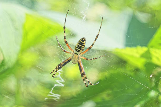 istock one large yellow striped argiope spider on a white web 2229627020