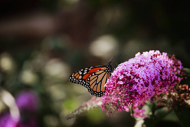 istock Monarch Butterfly on Buddleia Blossom 2229631301