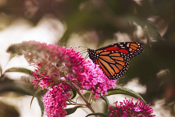 istock Monarch Butterfly on Buddleia Blossom 2229633481