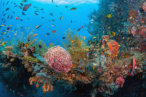 Coral reef in South Pacific off the coast of Bali on Liberty Wreck