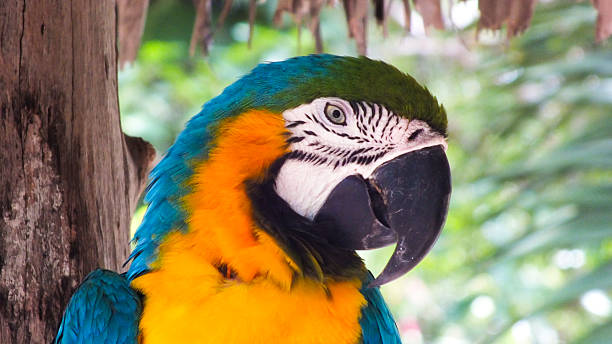 istock Colorful Birds in Nature 2229634533