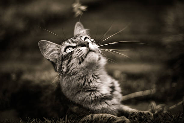 A close-up sepia-toned photograph of a tabby cat lying on the grass, gazing upward with focused eyes and perked ears. The shallow depth of field blurs the background, drawing attention to the cat's expressive face and long whiskers.