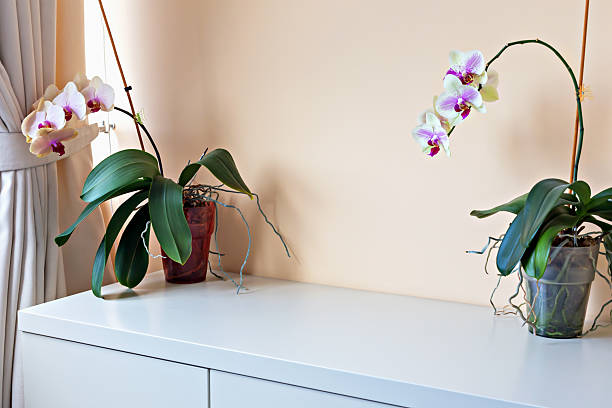 istock Beautiful orchids in decorative pots on sleek white surface against a soft pastel wall 2229635201