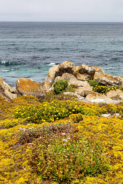 istock Monterey Peninsula in Northern California 2229635596