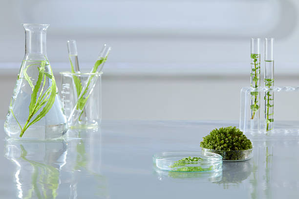 istock Transparent laboratory glassware with leafy stems and a moss ball, creating a fresh, eco-inspired science photography scene. 2229639075