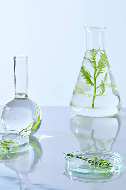 istock A round-bottom flask and a small petri dish filled with green botanical samples, styled on a bright lab surface for photography. 2229639111