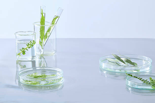 istock A clean glass flask paired with a rectangular petri dish containing leaves, illustrating plant-based scientific research concepts. 2229639114