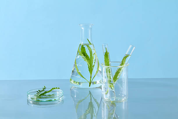 istock Two lab flasks containing botanical samples in water, alongside a petri dish, lit for clean product advertisement imagery. Minimal concept for advertising 2229639122