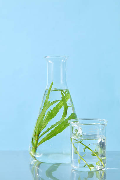 istock Tall and short glass vessels filled with plant samples, arranged vertically for botanical lab-themed photography. 2229639138