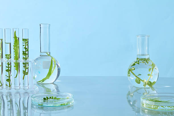 istock Laboratory flasks filled with plant stems in water, styled with precision for botanical experiment advertisement visuals. 2229639191
