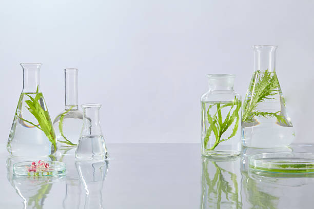 istock Two glass flasks containing green plants in water, set on a bright reflective lab surface for clean product imagery. Laboratory concept for advertising 2229639205