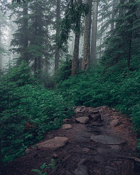 A dense fog blankets a winding mountain trail surrounded by dark, towering trees. The mysterious atmosphere invites exploration through the quiet, misty forest.