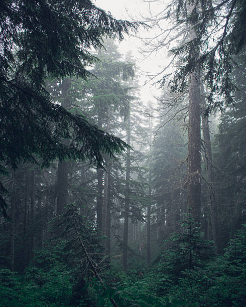 istock Silent Forest Enveloped in Thick Mountain Fog and Shadows 2229647417