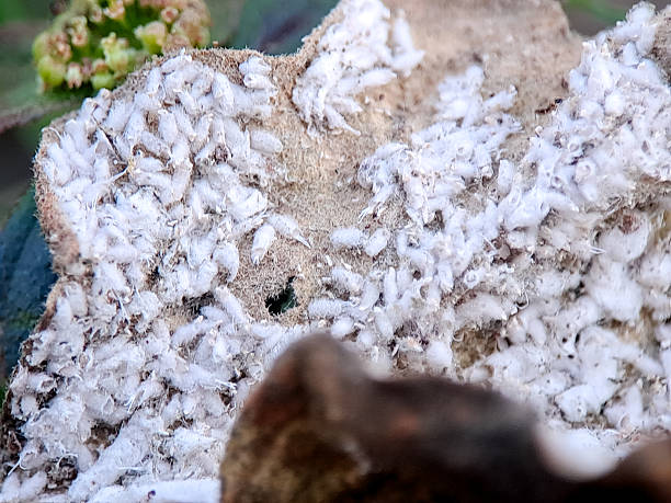 istock White woolly aphids densely clustered on a plant surface showing textures and natural formations. 2229647884