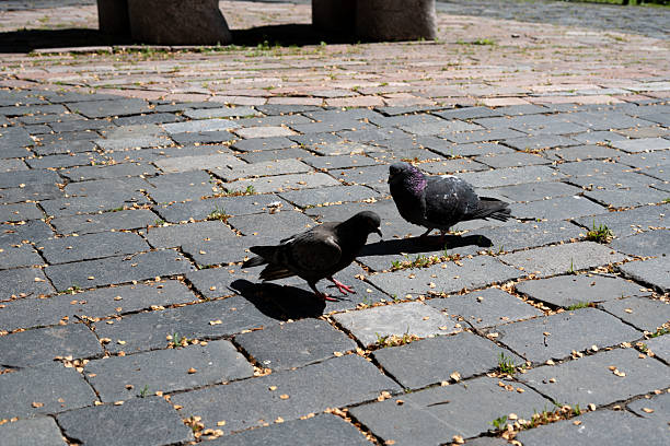 two pigeons foraging on sunlit cobblestone pathway surrounded by uneven stones and sprouting weeds in urban park setting on a bright day, wildlife, view, daylight, contrast, exploratory, relaxed