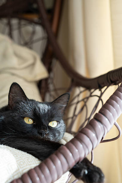 istock a serene black cat with bright yellow eyes rests comfortably on a patterned cushioned chair, bathed in gentle sunlight streaming through soft, creamy curtains in a cozy corner, idyllic, domesticity 2229648941