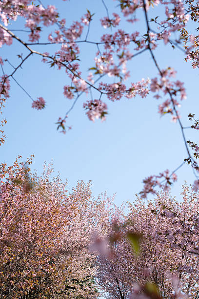 istock serene spring blossom canopy against clear blue sky invokes tranquility, highlighting soft pink cherry blossoms in natural harmony, captured in lush blossoming forest setting, majestic, soothing 2229649356