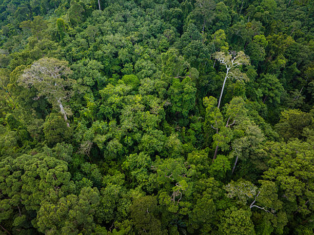 istock Aerial view diversity green tree tropical rainforest on mountain 2229651352