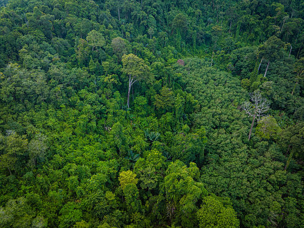 istock Aerial view diversity green tree tropical rainforest on mountain 2229651543