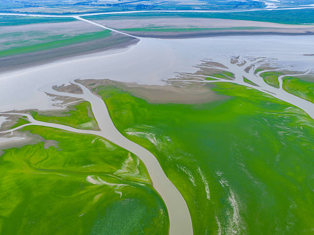 istock Dried-up river, green textures overhead, Tree of Life landscape 2229651545