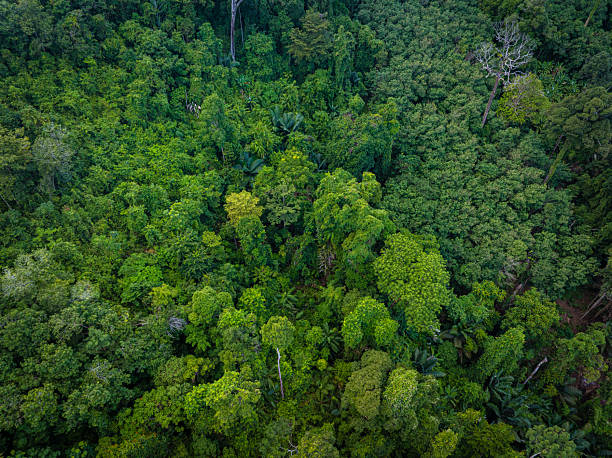 istock Aerial view diversity green tree tropical rainforest on mountain 2229652535