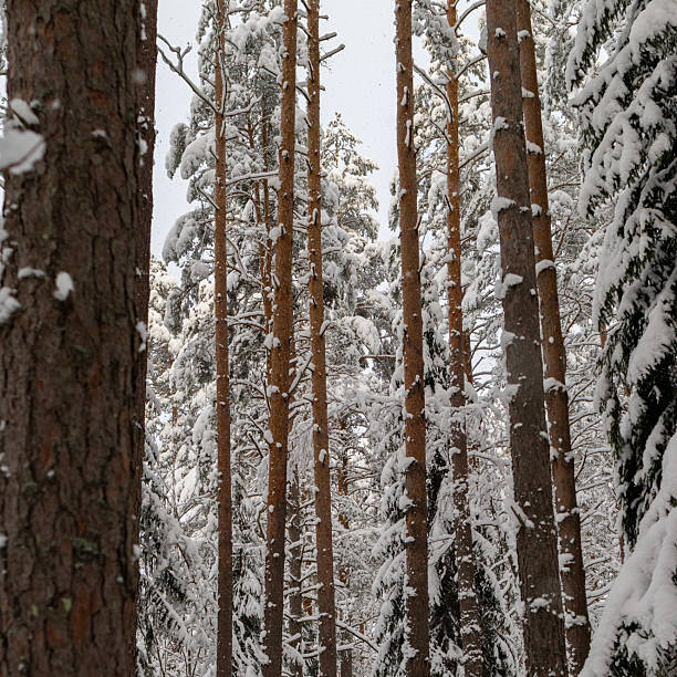 istock Winter forest scene covered in fresh thick snow. Texture of tall trees. Branches heavy with snow. Tranquility and natural beauty. Countryside outdoor background. Square photo 2229653724