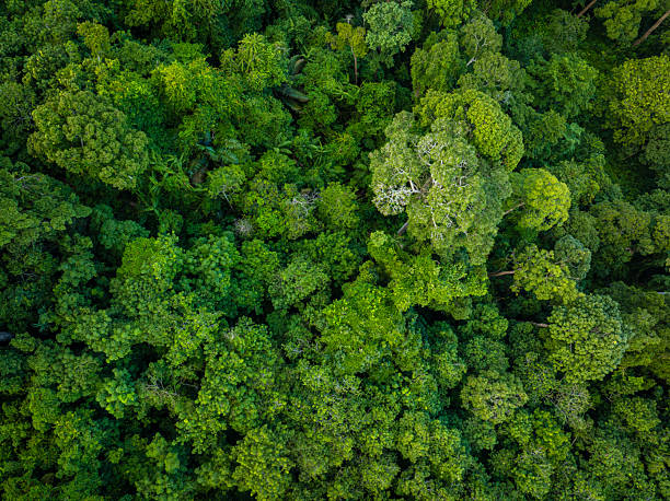 istock Aerial view diversity green tree tropical rainforest on mountain 2229654040