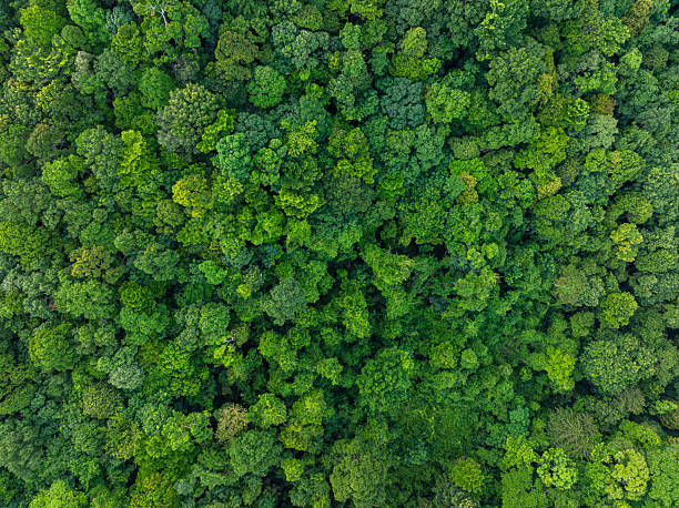 istock Tropical green tree forest background many types of forests 2229654793