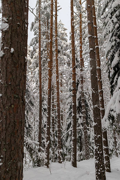 istock Winter forest scene covered in fresh thick snow. Texture of tall trees. Branches heavy with snow. Tranquility and natural beauty. Countryside outdoor background. Vertical photo 2229655114