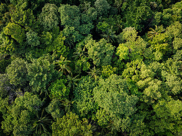 istock Tropical green tree forest background many types of forests 2229657932